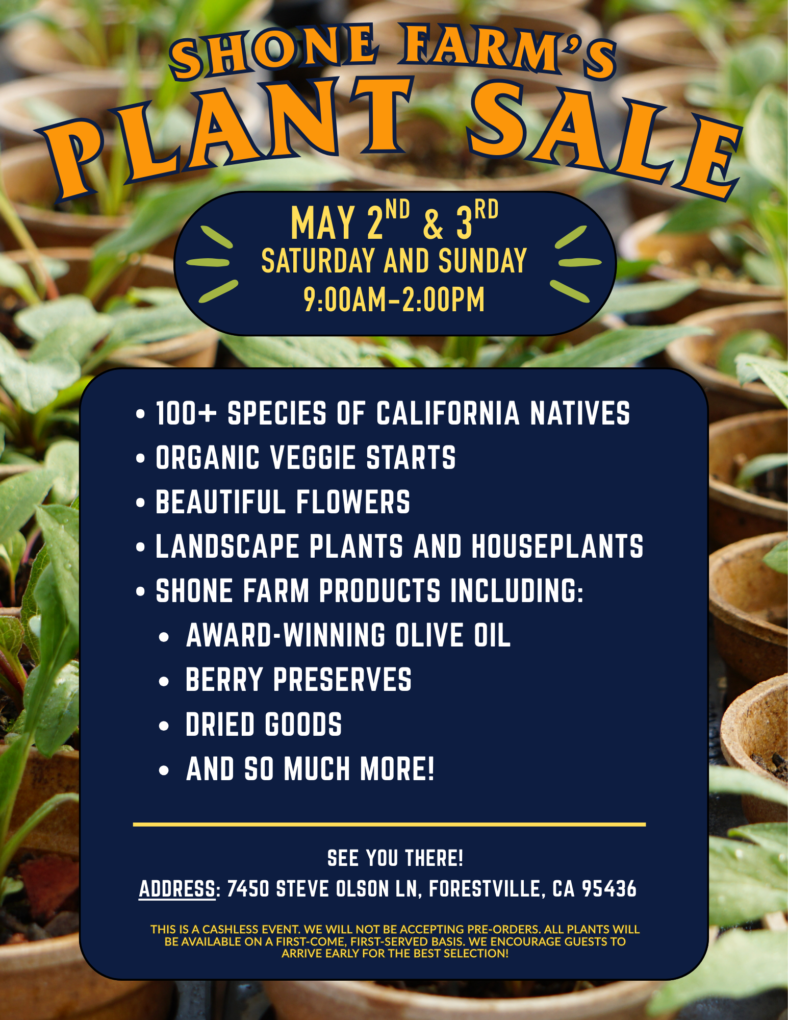 -	Join us the first weekend of May for the Annual Shone Farm Plant Sale on May 2nd and 3rd, Saturday and Sunday, from 9am – 2pm! We will have 100+ species of California natives, organic veggie starts, beautiful flowers, landscape plants and houseplants, Shone Farm products including award-winning olive oil, berry preserves, dried goods, and so much more! See you there! Address: 7450 Steve Olson Lane, Forestville, California 95436. This is a cashless event. We will not  be accepting pre-orders. All plants will be available on a first-come, first-served basis. We encourage guests to arrive early for the best selection!